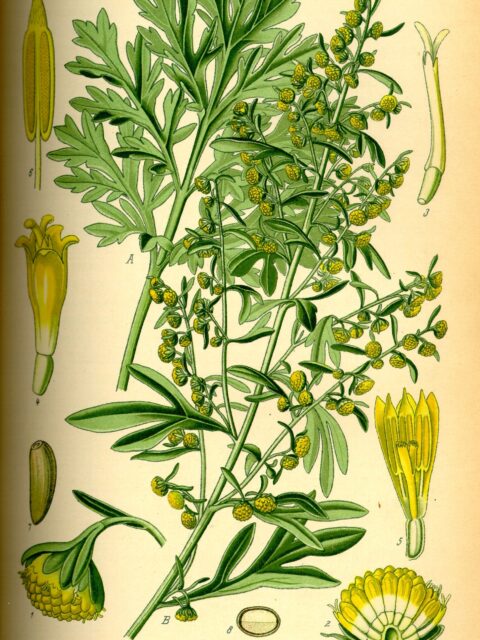 Illustration of wormwood