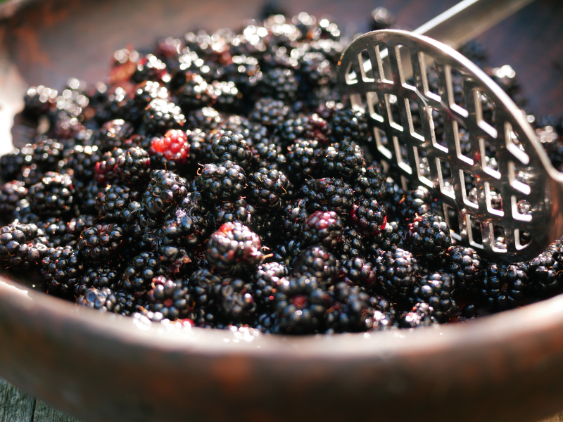 Bowl of blackberries
